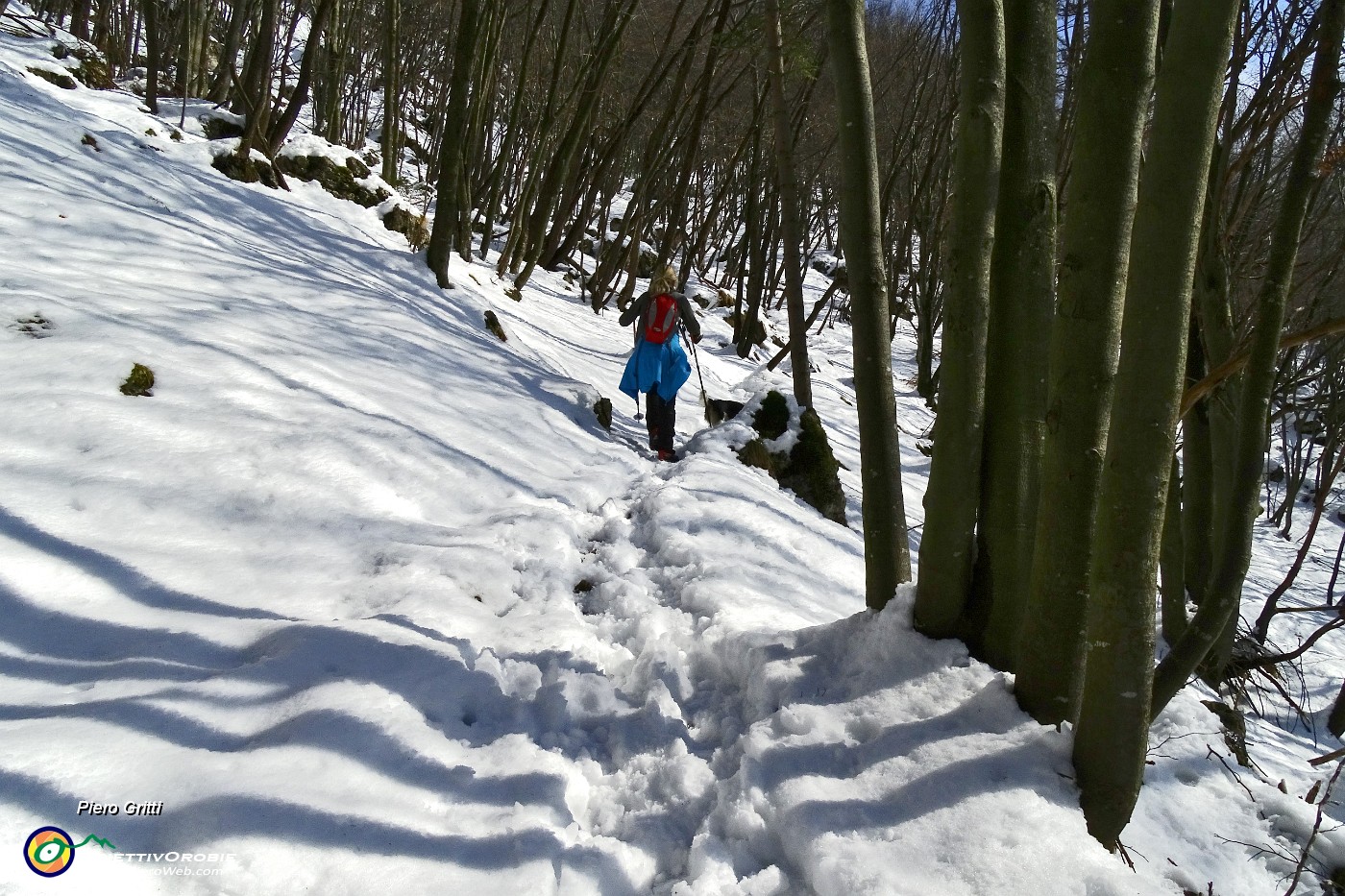 23 Bosco di prevalenti faggi.JPG -                                